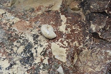 Ammonit im Geotop Kühstein