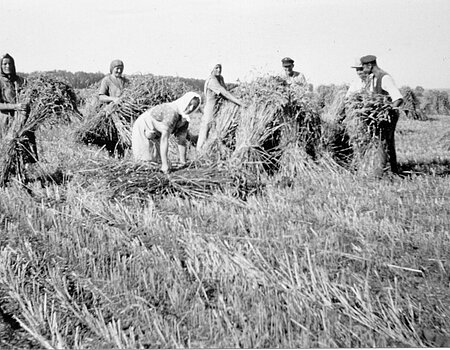 Aufstellen von Getreidegarben zu „Mandeln“, Ries 1935