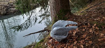 Schwalbtal mit Sagenhelm Schwalbtal mit Sagenhelm