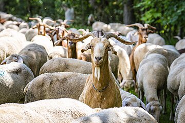 Ziegen und Schafe auf dem Rossfeld bei Oettingen