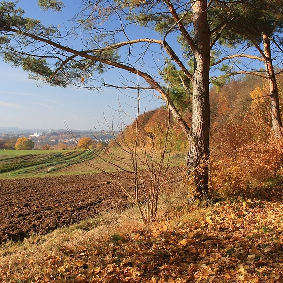 Riesrand im Herbst bei Oettingen Blick im Herbst vom Waldrand bzw. Riesrand aus auf Oettingen.
