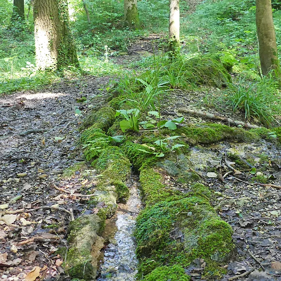 Steinerne Rinne Hechlingen Wasserlauf im bemoosten und belaubten Wald