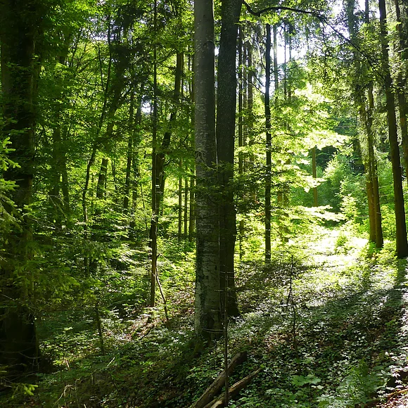 Wald bei Steinernen Rinne Hechlingen Bäume mit grünen Blättern und braun-belaubter Waldboden