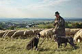 Ein Schäfer mit seiner Herde und seinen zwei Hunden am Mähhorn bei Huisheim. In Hintergrund hat man einen wunderbaren Blick in das Ries.