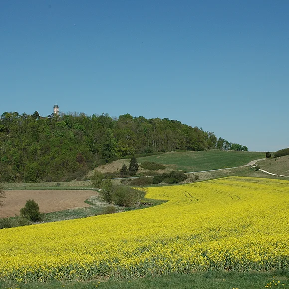 Idyllischer Blick auf den bewaldeten Michelsberg in Fronhofen mit davor liegenden, blühenden Rapsfeld. Aus dem Wald spitzt die Kirche der Pfarrkirche St. Michael hervor.