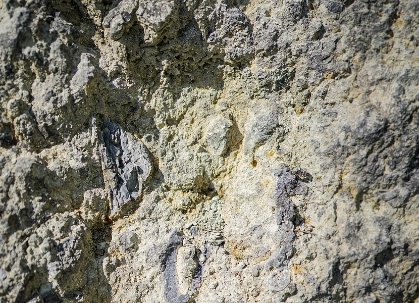 In der unruhigen Oberfläche des Gesteins ist ein schwarzer länglicher Einschluss zu erkennen.