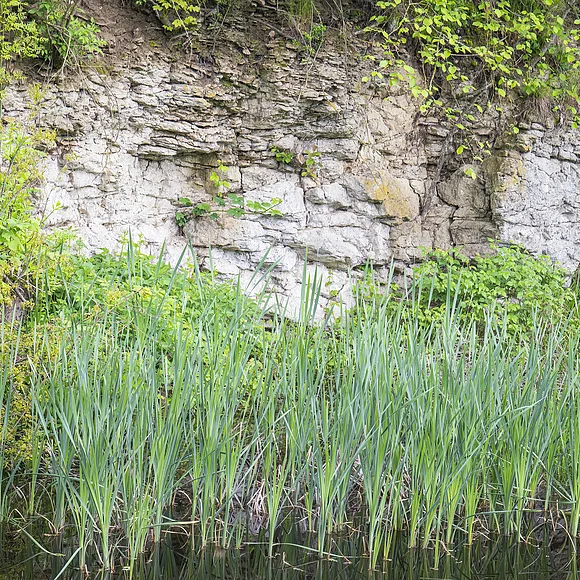 Geopark Ries Mai 2023 Am Ufer eines Weihers steht eine helle geklüftete Felswand mit Schilf davor.