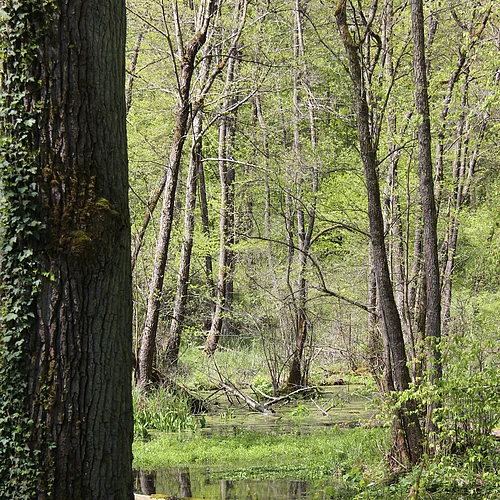 Um einen Weiher findet sich üppige Vegetation aus Bäumen und kleinen Büschen. Ein Baumstamm liegt halb im Wasser.