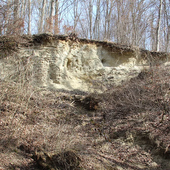 In einem lichten Wald befindet sich ein Hanganriss, der helles, sandiges Gestein offen legt.