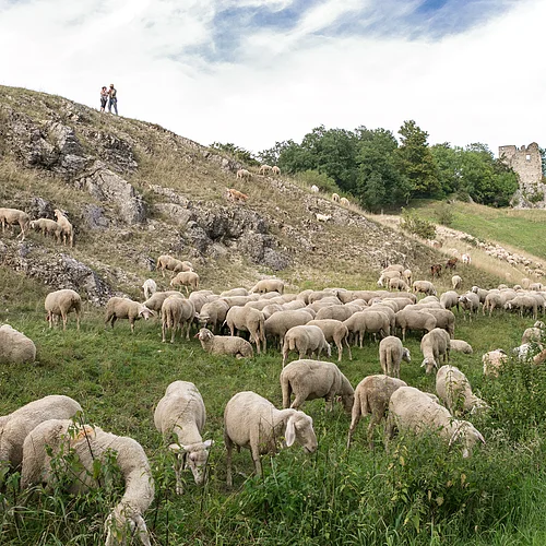 Am Fuß eines felsigen Hangs weiden viele Schafe. Im Hintergrund ist eine Burgruine zu sehen.