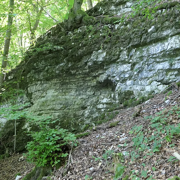 In einem Wald befindet sich eine Felswand aus geschichtetem Gestein, die teils von Moos überwachsen ist.