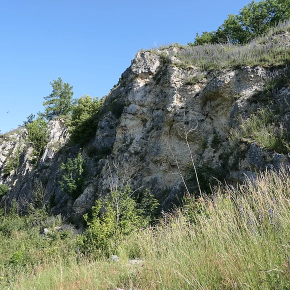 In einer hellen aufragenden Felswand stehen einzelne Büsche.