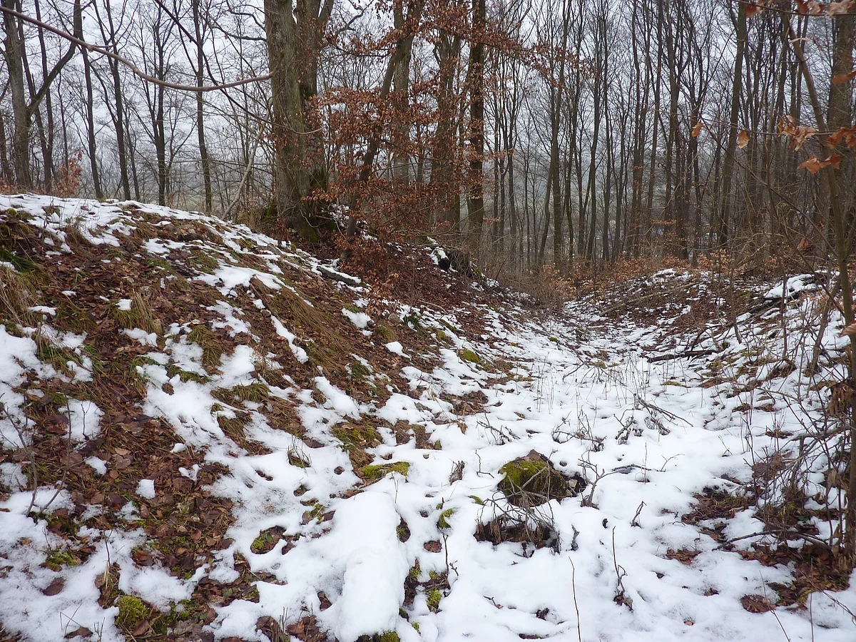 In einem Wald befindet sich eine kleine Senke. Der Waldboden ist mit etwas Schnee bedeckt.