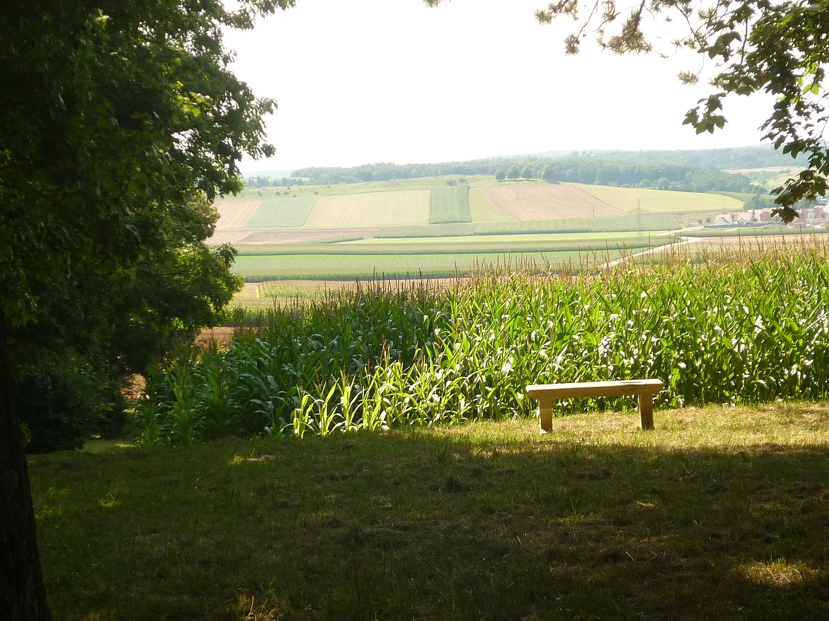 Am Rand eines Maisfelds steht in der Sonne eine Holzbank. Im Hintergrund ist ein Hügel mit Feldern und Wald zu sehen.