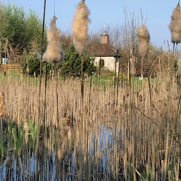Park beim Heidebrünnl bei Kaisheim Blick durch das Schilf im Waldlehrpark beim Heidebrünnl.