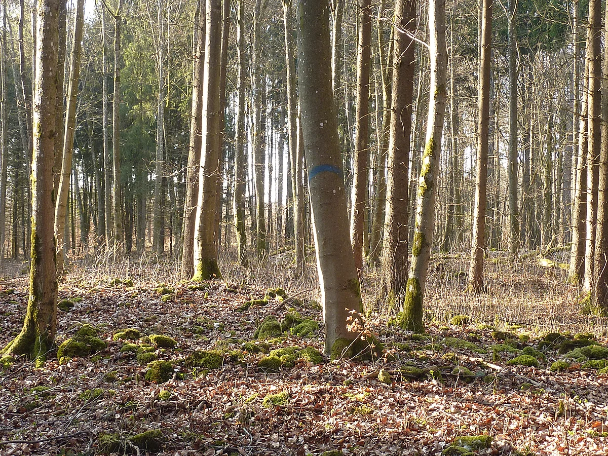 In einem Wald stehen verschiedene Bäume.