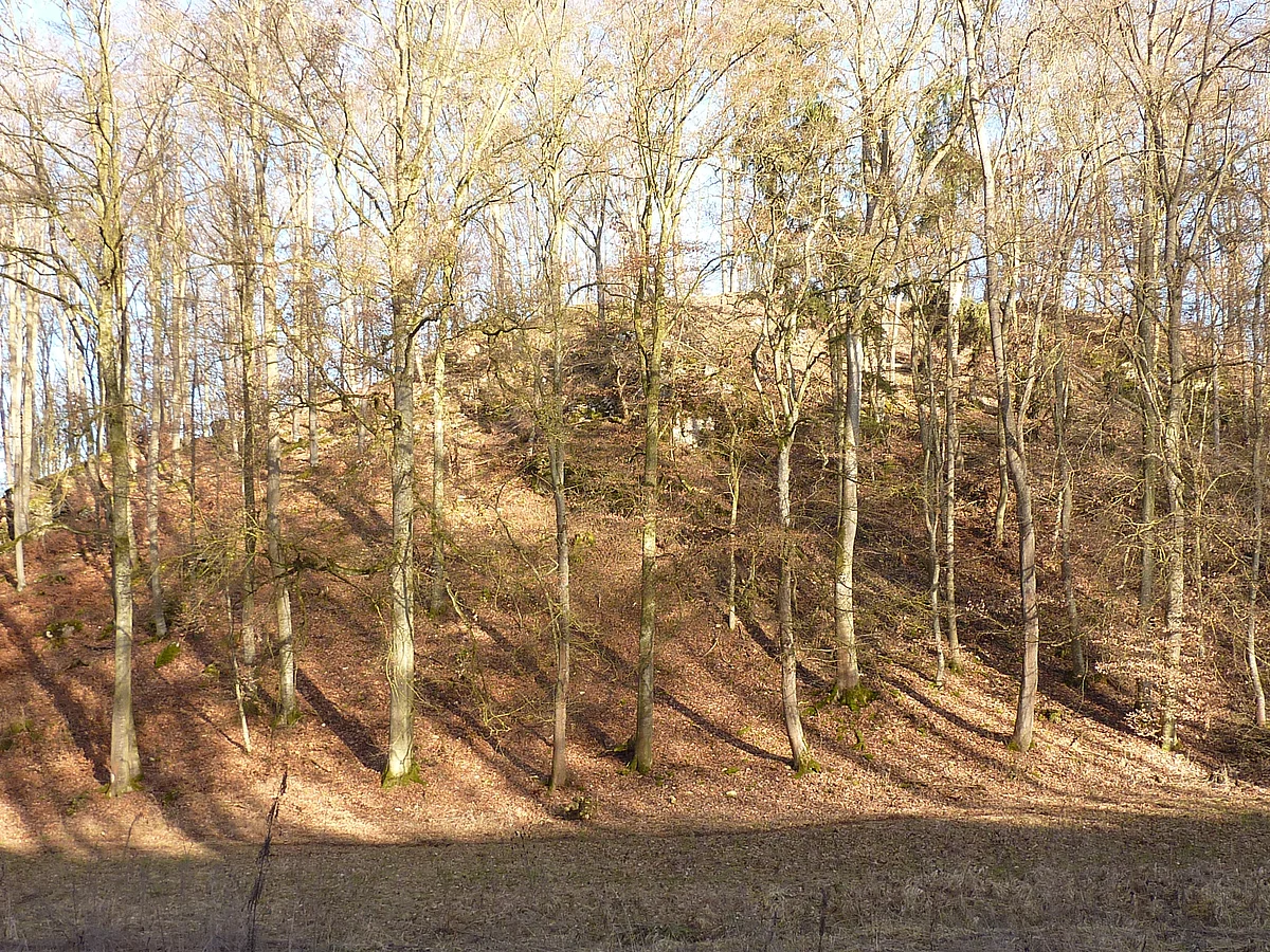 Auf einem kleinen Hügel stehen Bäume mit dünnen Stämmen und ohne Laub.