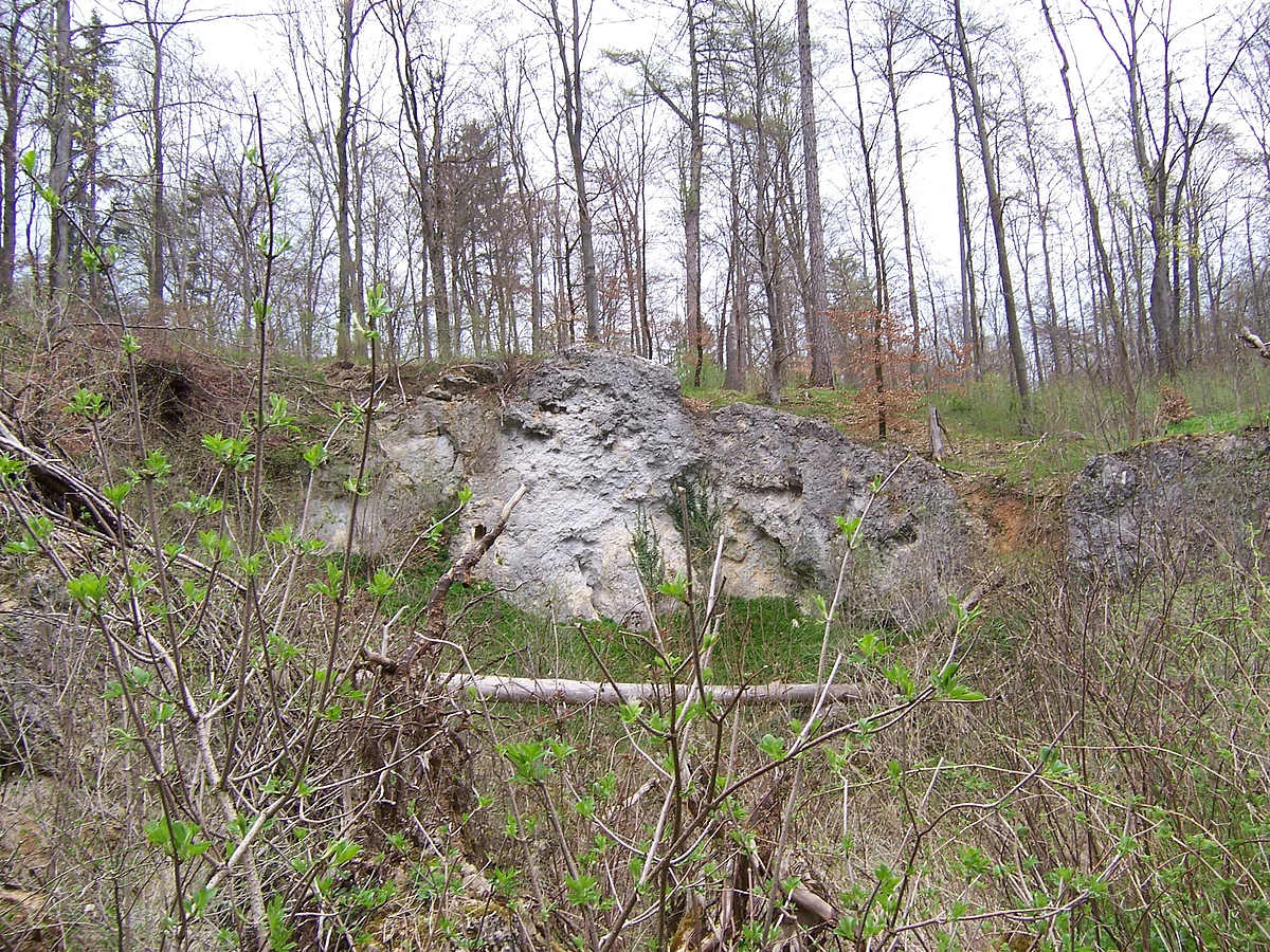 Oberhalb einer felsigen Geländestufe befindet sich Wald. Im Vordergrund sind junge Büsche mit grünen Blättern zu sehen.