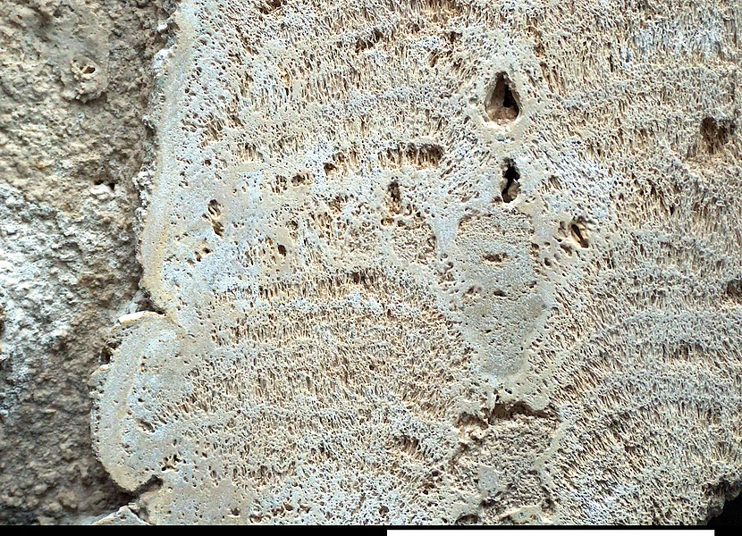 Von der Fadenalge Cladophorites aufgebauter Grünalgen-Riffdolomit. Die geschliffene Oberfläche eines Gesteins zeigt von einer Alge aufgebauten Grünalgen-Riffdolomit.