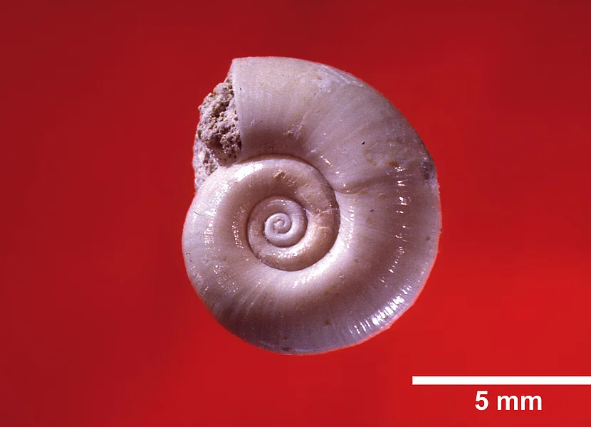 Die Posthornschnecke Planorbarius aus der Aussüßungsphase des Ries-Sees. Die Aufnahme zeigt eine rosafarbene, etwa 5 mm große Posthornschnecke.