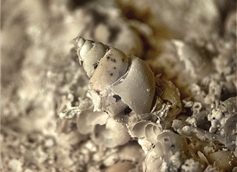 Die Salzwasserschnecke Hydrobia aus den fossilreichen Kalksanden des Seeufers. An der Oberfläche eines Gesteinsbruchstücks ist ein etwa 1 mm großes Spiralschneckenhaus zu sehen.