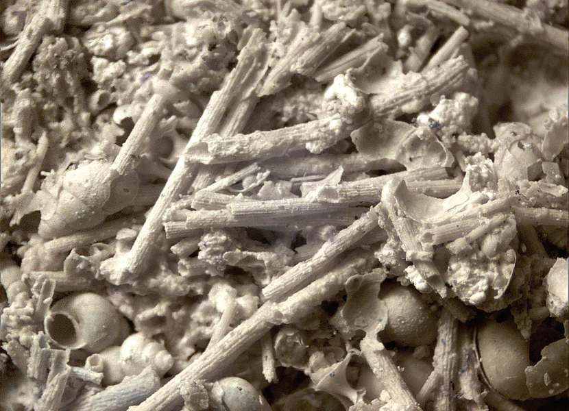 Spiralberippte Stängel von Armleuchteralgen, zusammen-geschwemmt. Nordwestlich Maihingen Die Mikroskopaufnahme zeigt spiralberippte Stängel von Armleuchteralgen.