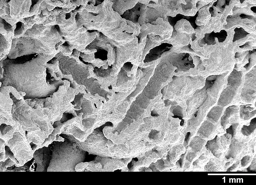 Verkalkte Fliegenlarvenhüllen aus den Quellwasserkalken Eine Mikroskopaufnahme zeigt verkalkte Fliegenlarvenhüllen.