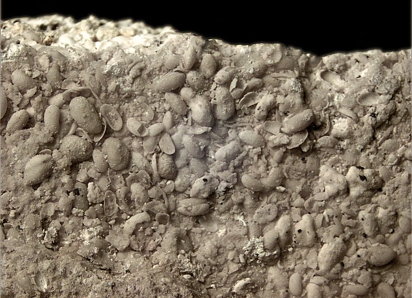 Fossilreicher Kalksand des Seeufers. Millimetergroße Muschelkrebse der Gattung Strandesia. In einem Gesteinsbruchstück sind viele millimetergroße Muscheln erkennbar.