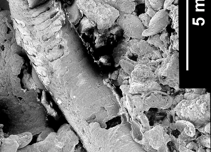 Dolomitisiertes Skelett eines Tausendfüßlers Das Skelett eines Tausendfüßlers ist etwa 15 mm lang und von Riffkalken umgeben.