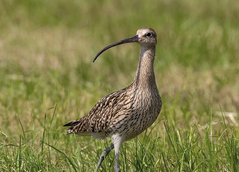 Ein Vogel mit geflecktem Gefieder und langem, gebogenem Schnabel steht auf einer Wiese.