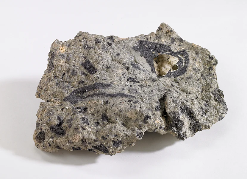 Ein graues Gesteinsbruchstück zeigt mehrere schwarze, teils längliche Einschlüsse.