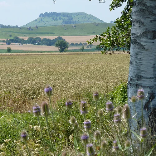 Hinter mehreren Äckern erhebt sich ein Hügel mit Plateau und vereinzelten Bäumen an den Hängen. Im Vordergrund sind ein Baumstamm und Blumen zu sehen.