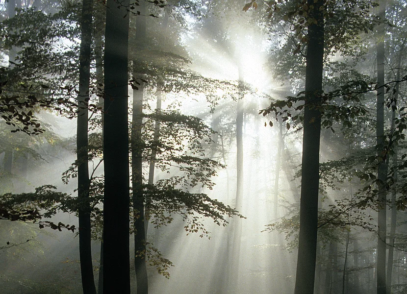 Durch einen dichten Buchenwald scheint die Sonne. Ihre Strahlen brechen sich in der dunstigen Luft.