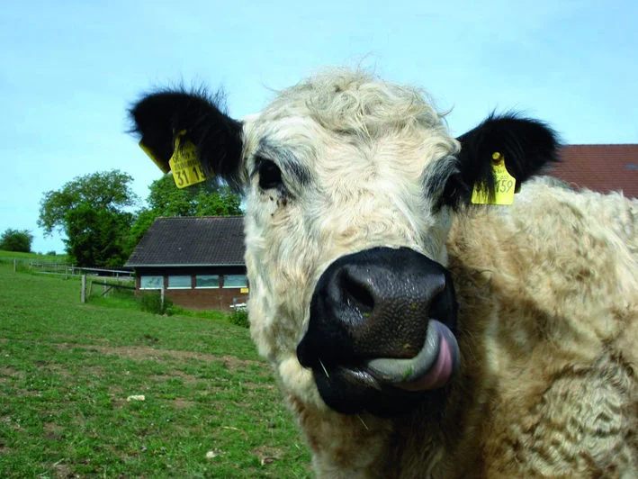 Ein Rind mit weißem Fell und schwarzen Ohren leckt sich die Schnauze. Im Hintergrund sind die Weide und Stallgebäude zu sehen.