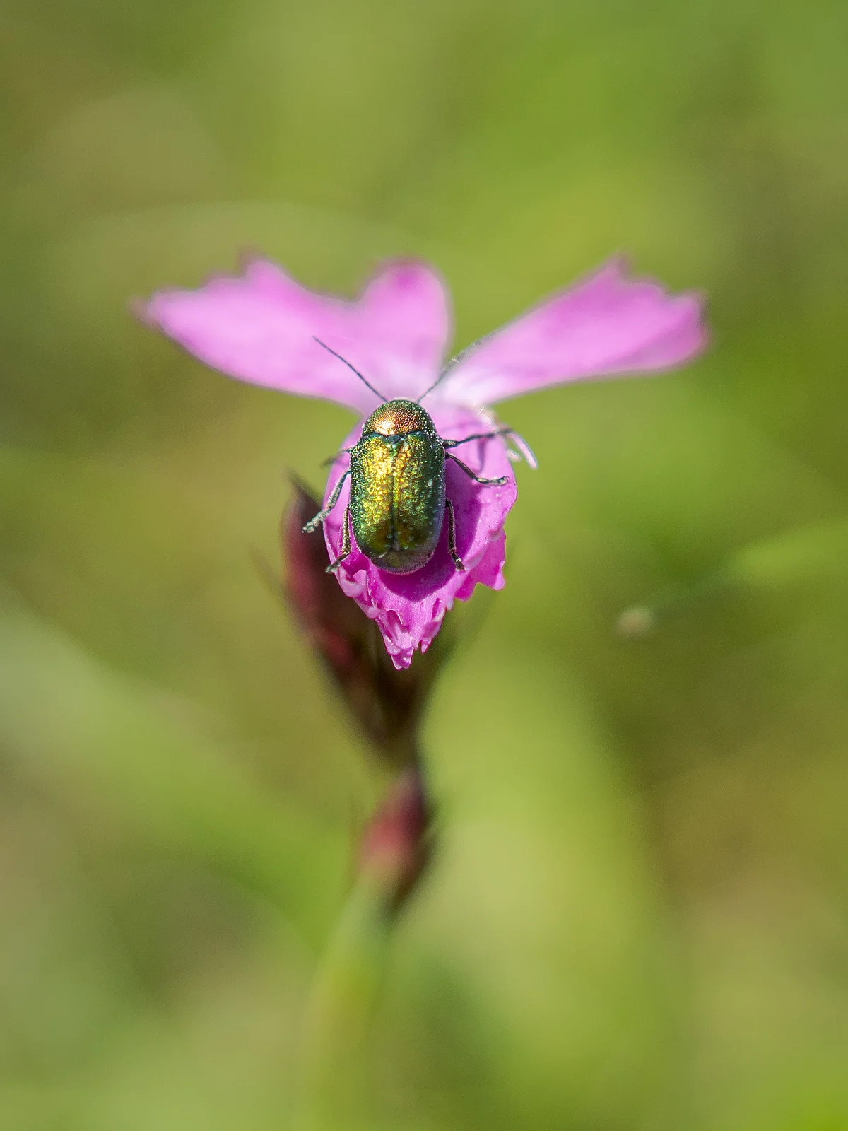 Violette Kartäusernelke mit einem grün-gold schimmernden Käfer auf einem Blütenblatt.