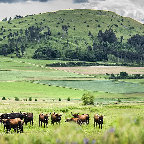 Auerochsen auf einer Wiese unterhalb des Ipfs Eine Herde von Rindern steht auf einer grünen Wiese, im Hintergrund ein bewaldeter Hügel.