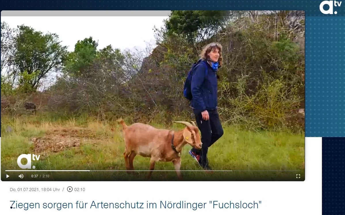Screenshot a.tv Im Screenshot aus einem Video ist eine Frau mit einer braunen Ziege zu sehen. Die Bildunterschrift lautet "Ziegen sorgen für Artenschutz im Nördlingen "Fuchsloch" ".