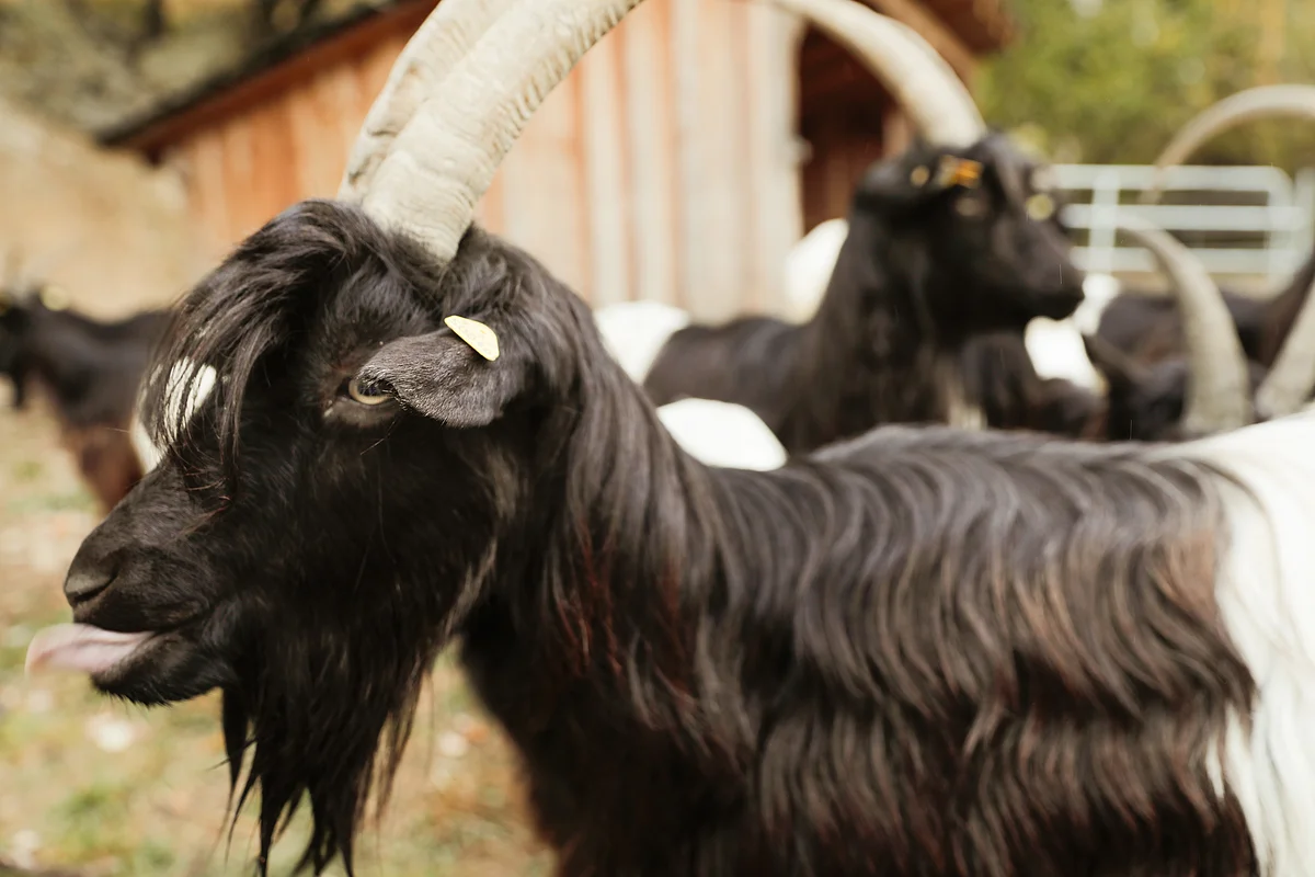 Eine Ziege hat lange, gebogene Hörner und am Kopf und Vorderteil schwarzes Fell, das Hinterteil dagegen ist weiß. Im Hintergrund sind weitere Ziegen zu sehen.