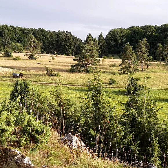 Salzberg im Kohlenbachtal