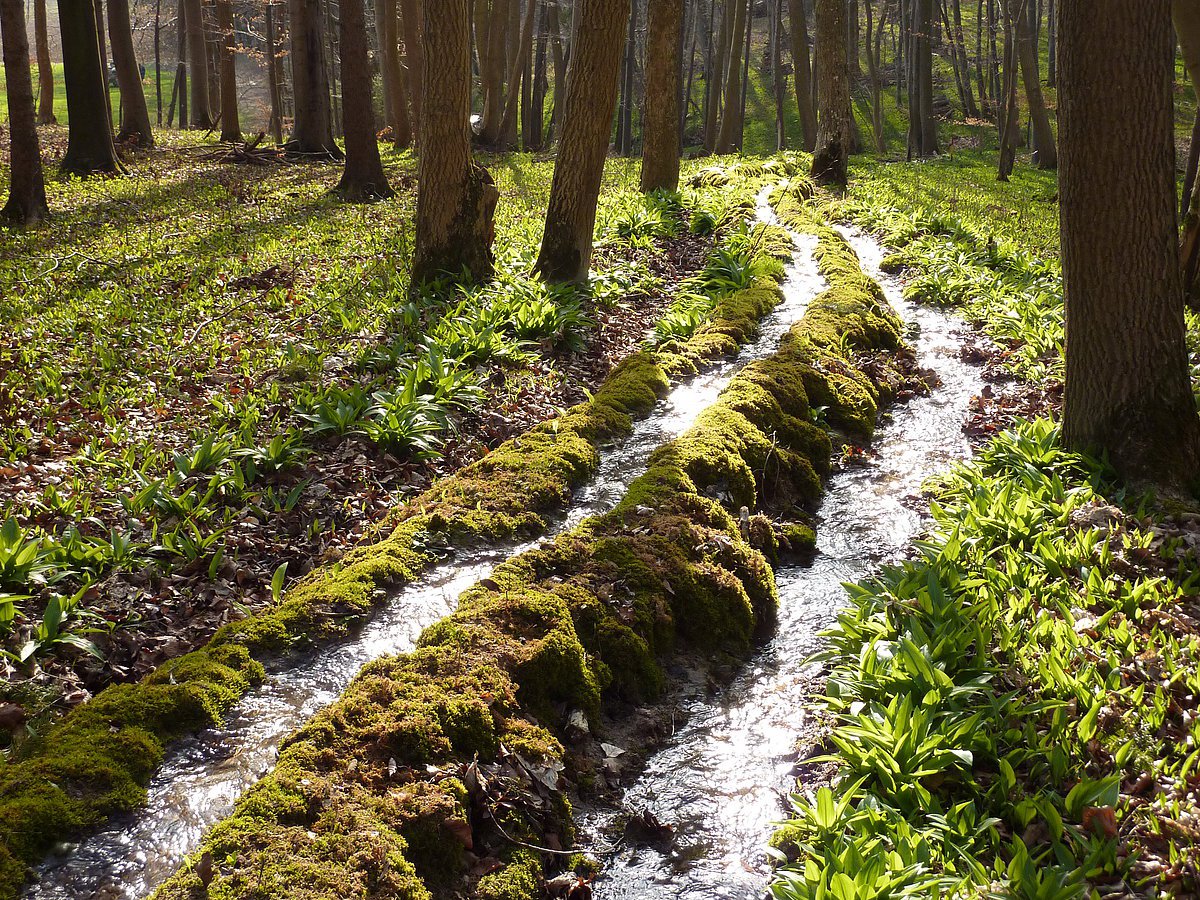 Steinerne Rinne nordwestlich von Heidenheim Geopark Ries