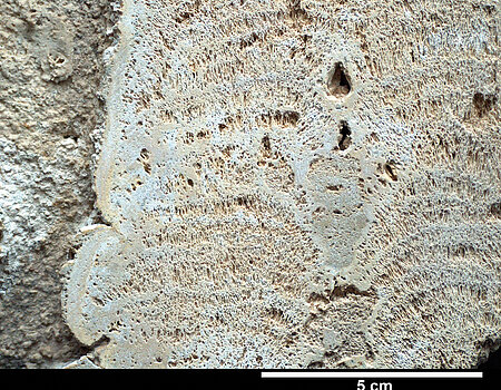 From green-algae dolomite reef of thread algae Cladophorites. Ehingen am Ries (G. Arp, Universität Göttingen) From green-algae dolomite reef of thread algae Cladophorites. Ehingen am Ries (G. Arp, Universität Göttingen)