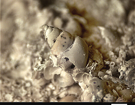 Die Salzwasserschnecke Hydrobia aus den fossilreichen Kalksanden des Seeufers. Die Salzwasserschnecke Hydrobia aus den fossilreichen Kalksanden des Seeufers.