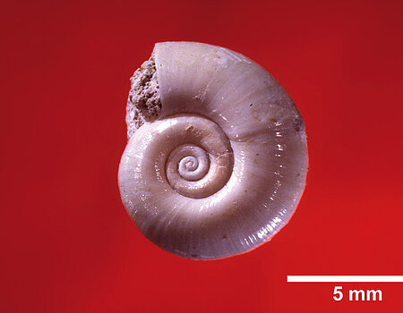 Die Posthornschnecke Planorbarius aus der Aussüßungsphase des Ries-Sees. Die Posthornschnecke Planorbarius aus der Aussüßungsphase des Ries-Sees.