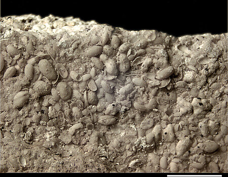 Fossilreicher Kalksand des Seeufers. Millimetergroße Muschelkrebse der Gattung Strandesia.