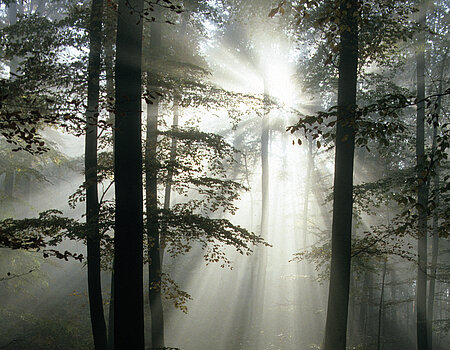 Calcareous beech forest