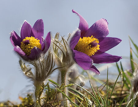 Pasque flowers on dry grassland of Ries rim
