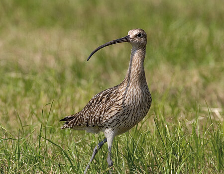 Eurasian curlew in Ries wetland