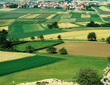 Traditionelle Schafbeweidung der Heideflächen mit Riesblick