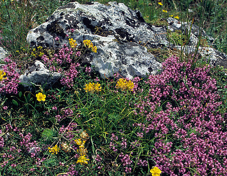Flora of dry grassland with rock outcrop