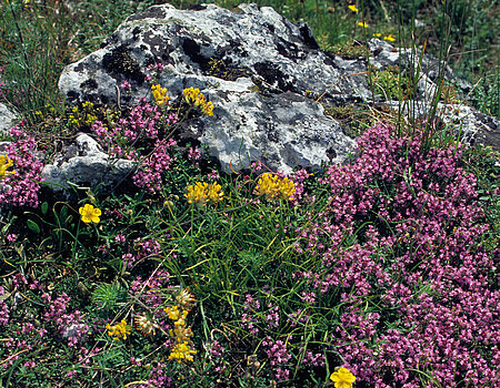 Trockenrasenflora mit Felsköpfen